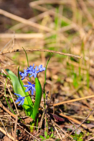 Синий цветок цилла (Scilla bifolia) или Squill в лесу весной — стоковое фото