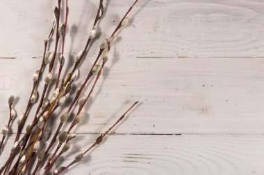 Beyaz ahşap arka planda amcık söğüdü dalları. Üst görünüm, alanı kopyala