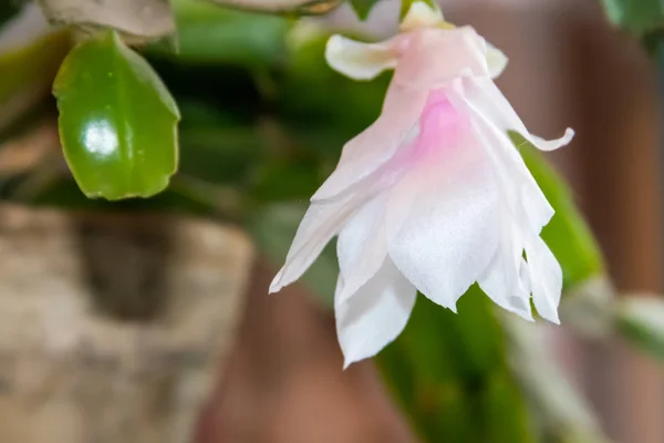 White-pink blooming Christmas cactus (Schlumbergera) in flower pot — Stock Photo, Image