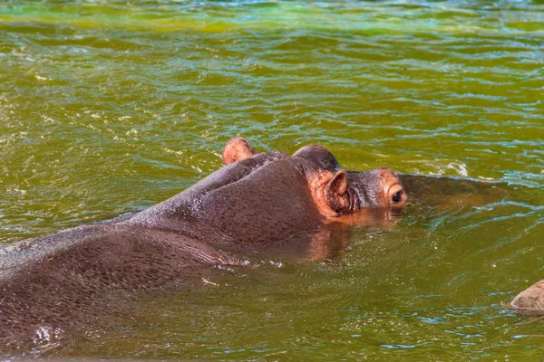Hipopótamo común (Hippopotamus amphibius) o hipopótamo en el agua —  Fotos de Stock