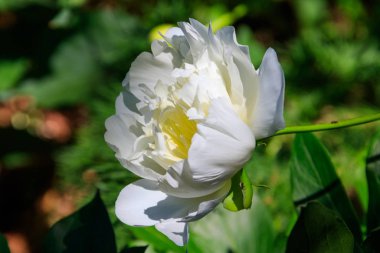 Bahçedeki beyaz şakayık