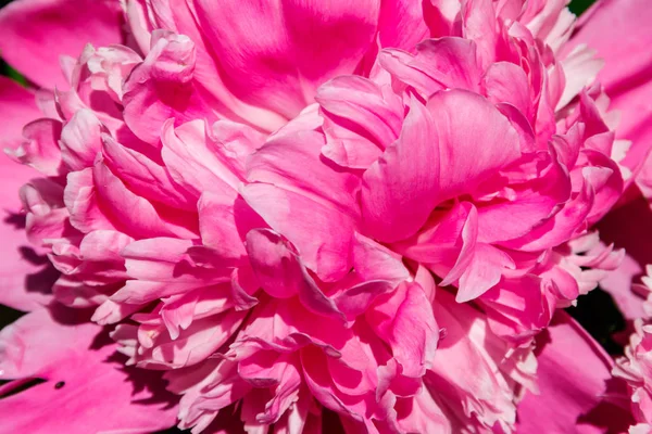 Close-up de bela flor de peônia rosa — Fotografia de Stock