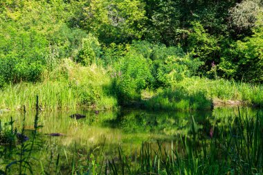 Yaz aylarında yeşil yaprak döken ormanda Bataklık