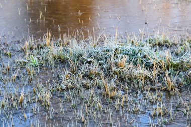 Donmuş su birikintisinde kırağı olan bitkiler.