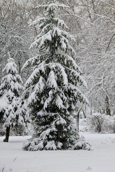 Spruce tree in the winter park