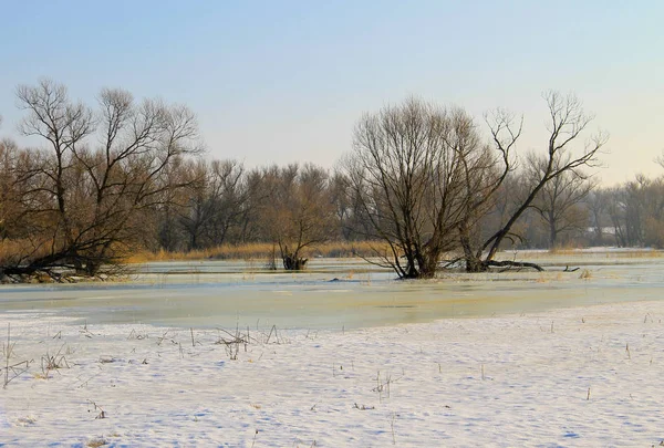 Prairie d'hiver avec eau gelée et arbres — Photo