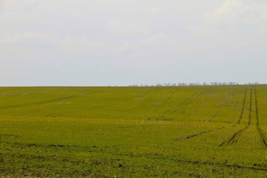 Yeşil buğday filizi alan