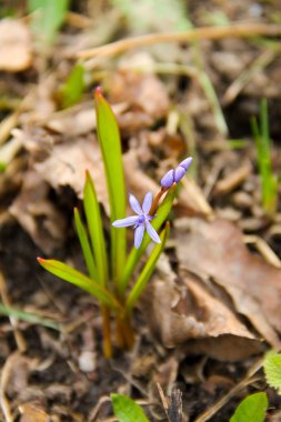 Mavi scilla çiçek (Scilla bifolia) veya Squill