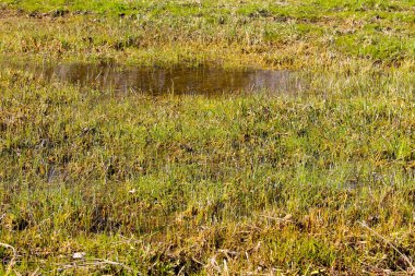 Çimenli bataklık ayakta su ile