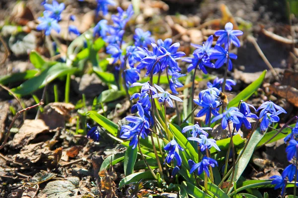 Modré květy šišky (Scilla siberica) nebo sibiřský squill — Stock fotografie