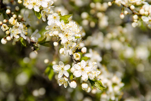 Detail of blossom cherry tree — Stock Photo, Image