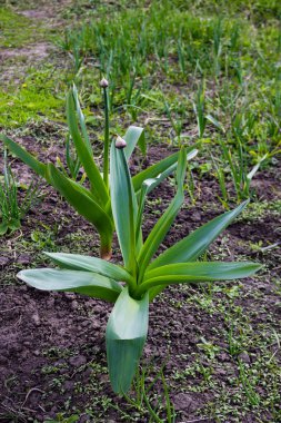 Kum pırasası (Allium scorodoprasum) veya rocambole ve Kore turşulu sarımsak, Avrasya 'da yaşayan yabani soğan türü.