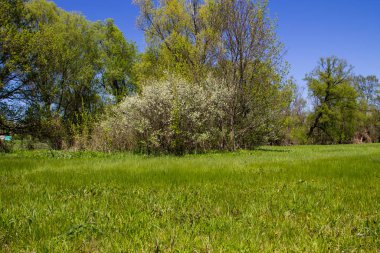 Yeşil çayır ve ağaçlarla kaplı ilkbahar manzarası