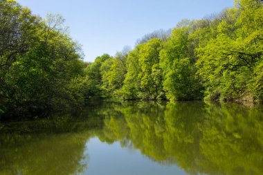 Yeşil Ormandaki Göl