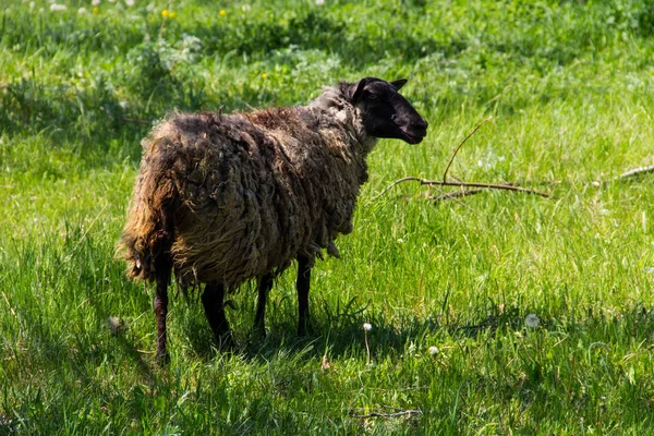Owce na zielonej łące — Zdjęcie stockowe
