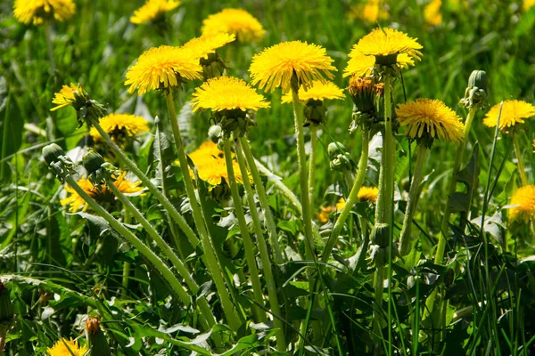 Dandelions amarelos em prado — Fotografia de Stock