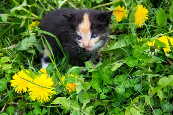 Petit chaton en fleurs de pissenlit jaunes — Photo