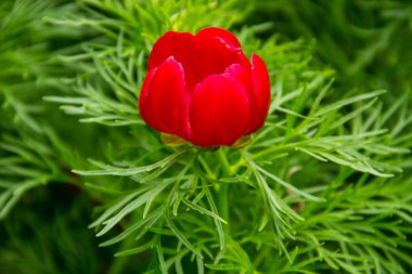 Kırmızı Şakayık Çiçeği (Paeonia tenuifolia)