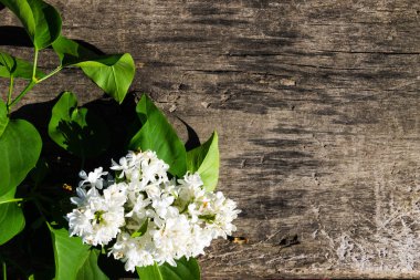 Kopya alanı ile ahşap arka plan üzerinde beyaz leylak çiçekler