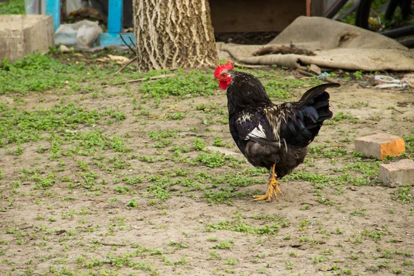 Rooster in a farmyard — Stock Photo, Image