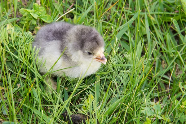 Belle petite fille dans l'herbe verte — Photo