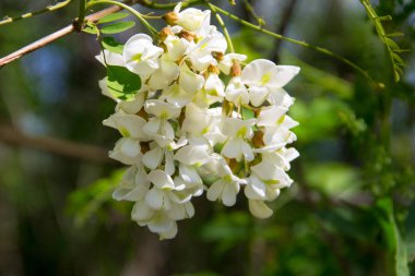 Beyaz akasya çiçek çekim (Robinia pseudoacacia). Akasya ağacı 