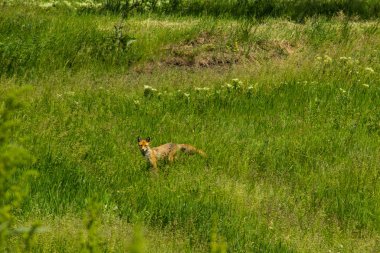 Kızıl Tilki (Vulpes Vulpes) yeşil çayır üzerinde. İçinde belgili tanımlık vahşi tilki