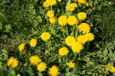 çayır üzerinde sarı dandelions