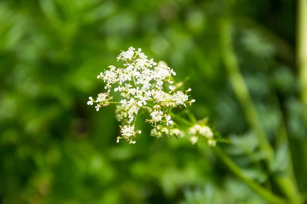 Vodní bolehlav (Conium maculatum) květiny — Stock fotografie