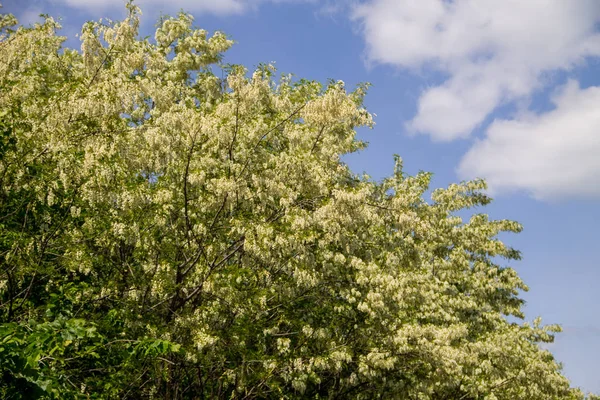 Bílé akácie (Robinia pseudoacacia). Akácie — Stock fotografie