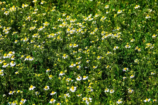 Meadow of officinal camomile flowers (Matricaria chamomilla). Natural background — Stock Photo, Image