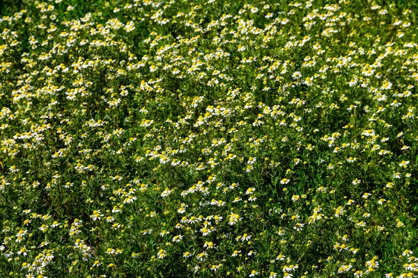 Prado de flores de manzanilla (Matricaria chamomilla). Fondo natural —  Fotos de Stock