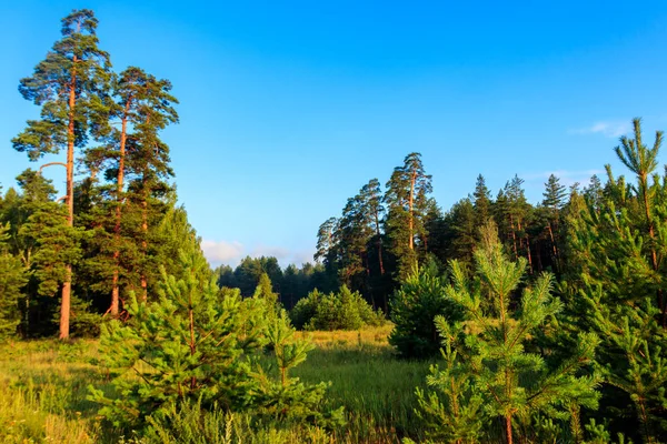 Uitzicht op een groen naaldbos in de zomer — Stockfoto