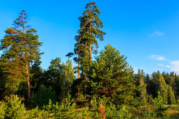 Uitzicht op een groen naaldbos in de zomer — Stockfoto