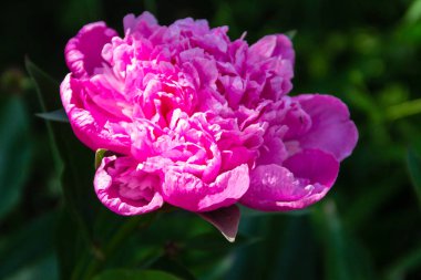 Bahçedeki güzel şakayık çiçeği