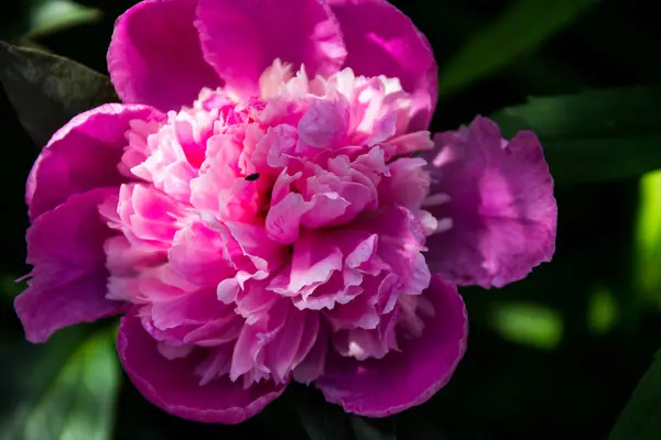 Linda flor de peônia no jardim — Fotografia de Stock