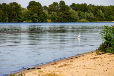 Dinyeper nehrinde küçük balıkçıl ya da beyaz balıkçıl (Egretta garzetta)