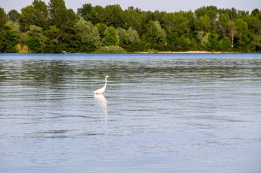 Dinyeper nehrinde küçük balıkçıl ya da beyaz balıkçıl (Egretta garzetta)