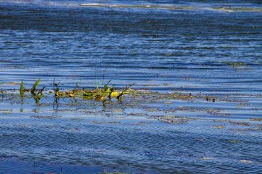 Suda yeşil yosun. Su kirliliği. Ekolojik sorun