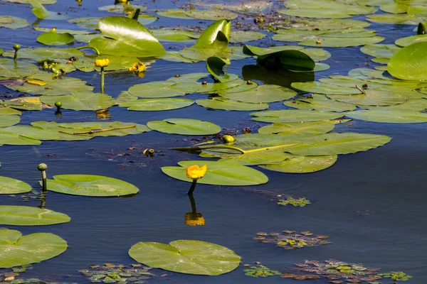 Geel water bloemen (Nuphar Lutea) — Stockfoto