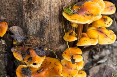 Ormandaki bir kütükte yetişen bal mantarı