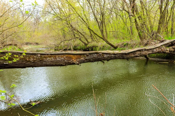 Gevallen boomstam als brug over een rivier in groen bos — Stockfoto