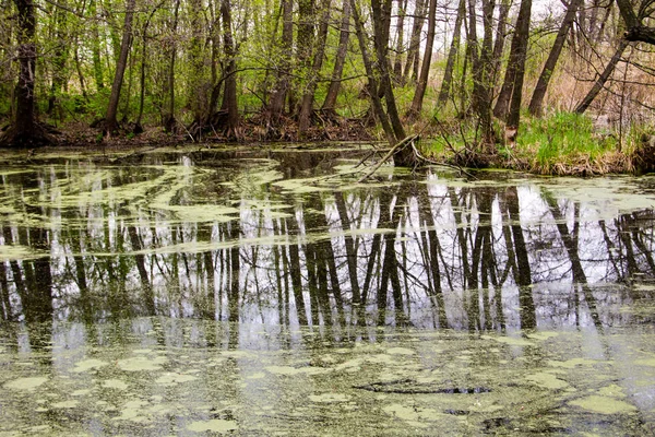 Lesní jezero se zelenými řasami na vodní hladině — Stock fotografie
