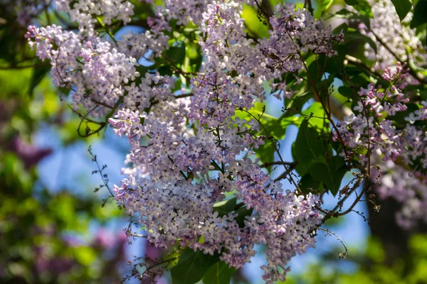 stock image Purple lilac flowers on a bush