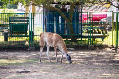 Lama guanaco (Lama guanicoe)