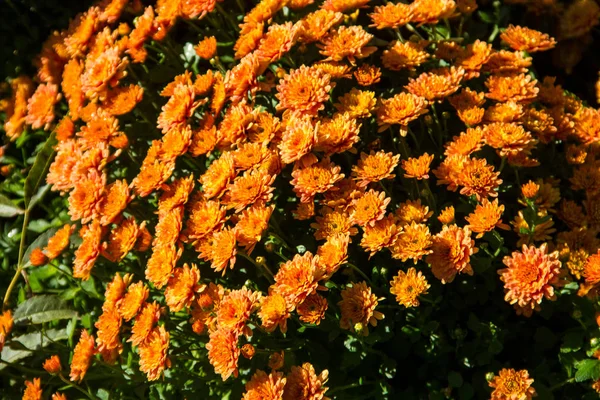 Crisantemos naranjas en macizo de flores en el jardín — Foto de Stock