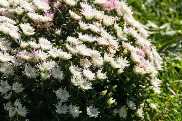 Schöne Chrysanthemen auf dem Beet im Garten — Stockfoto