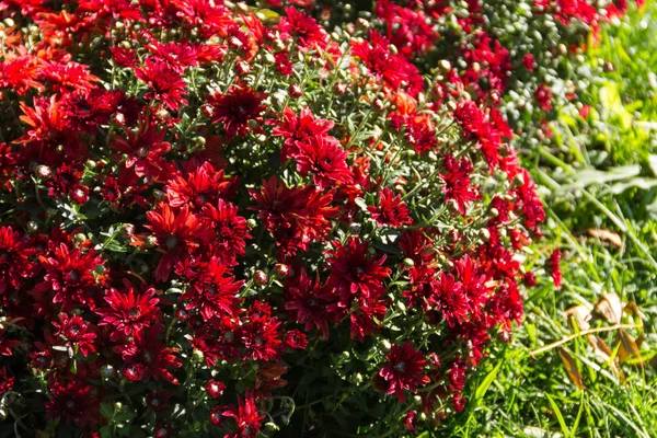 Červené chryzantémy na květinovém záhonu v zahradě — Stock fotografie