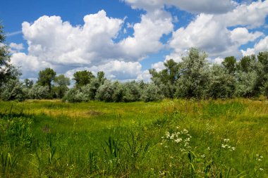 Yaz, yatay, yeşil ağaçlar, çayır ve mavi gökyüzü
