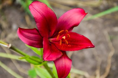 Bahçedeki kırmızı zambak